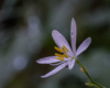 Blumen Pracht