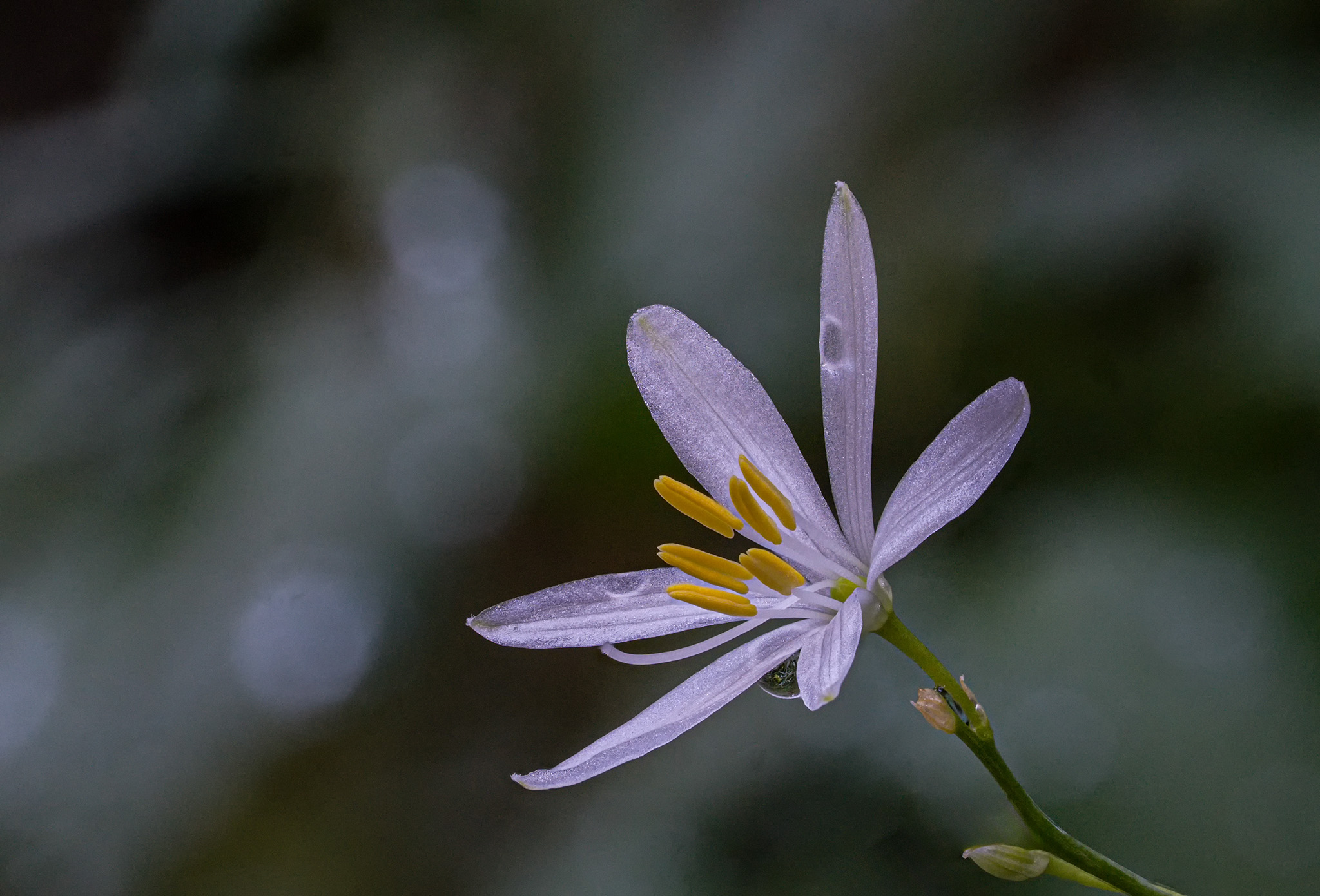 Blumen Pracht