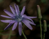 Blumen Pracht
