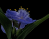 Blumen Pracht