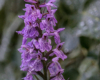 Blumen Pracht