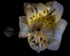 Blumen Pracht
