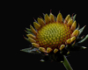 Blumen Pracht