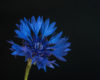 Blumen Pracht