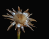 Blumen Pracht
