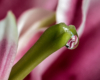 Blumen Pracht