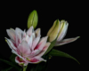 Blumen Pracht