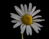 Blumen Pracht