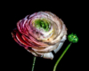 Blumen Pracht