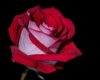 Blumen Pracht