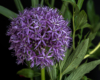 Blumen Pracht