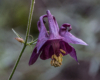 Blumen Pracht