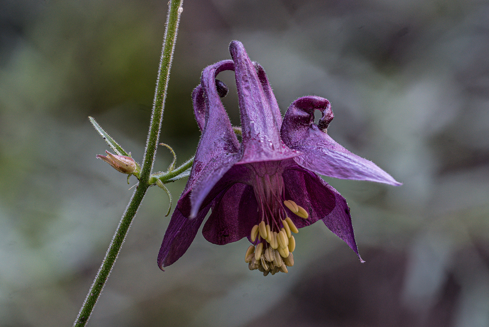 Blumen Pracht