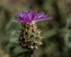 Blumen Pracht