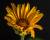 Blumen Pracht