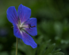 Blumen Pracht