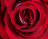 Blumen Pracht