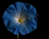 Blumen Pracht